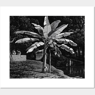 Banana tree with bunch of bananas noir landscape Posters and Art